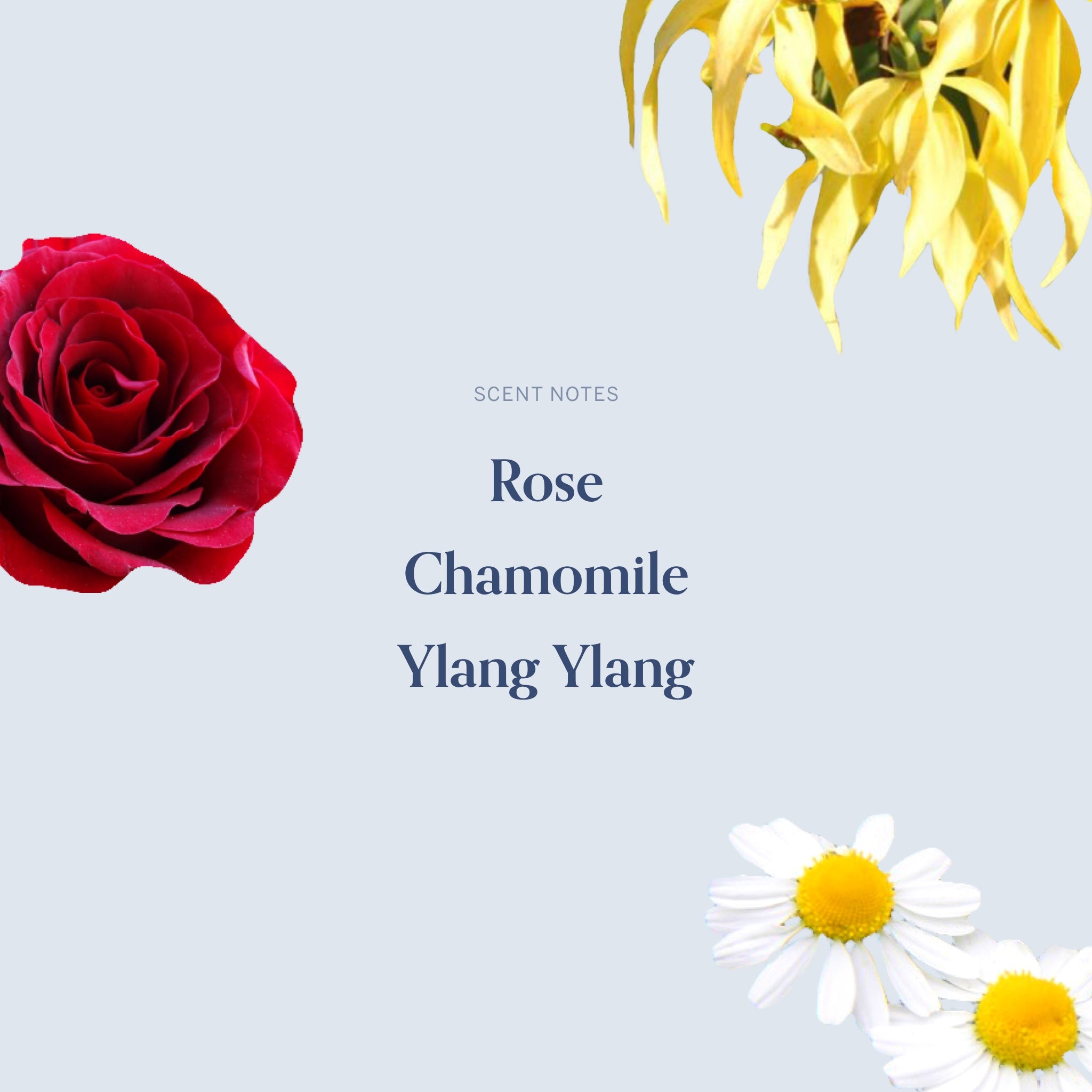 Cancer Scent Notes